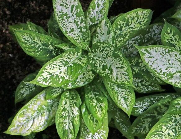 Dieffenbachia 'Exotica'
