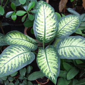 Difenbachia (Dieffenbachia)