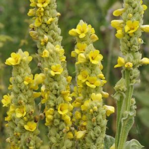 Divozel veľkokvetý (Verbascum densiflorum)
