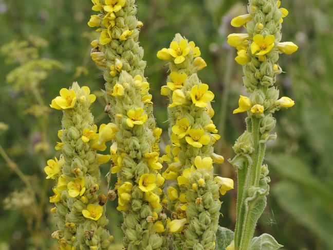 Divozel veľkokvetý (Verbascum densiflorum)