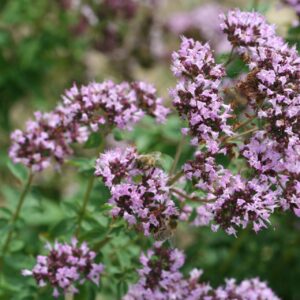 Oregano, dobromyseľ obyčajná (Origanum vulgare)