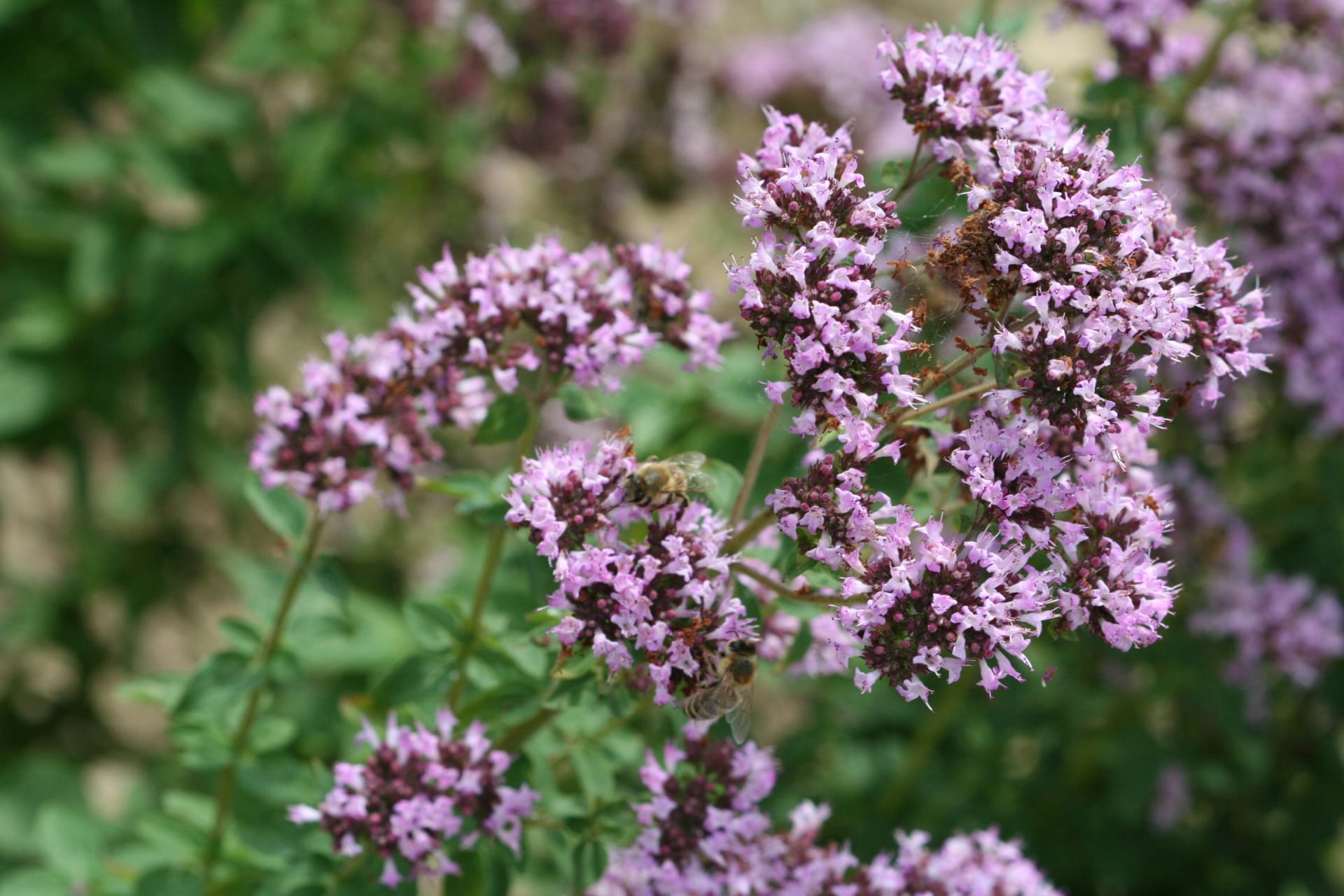 Oregano
