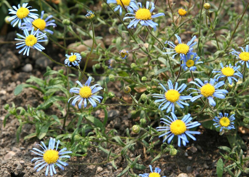 Felicia bergeriana