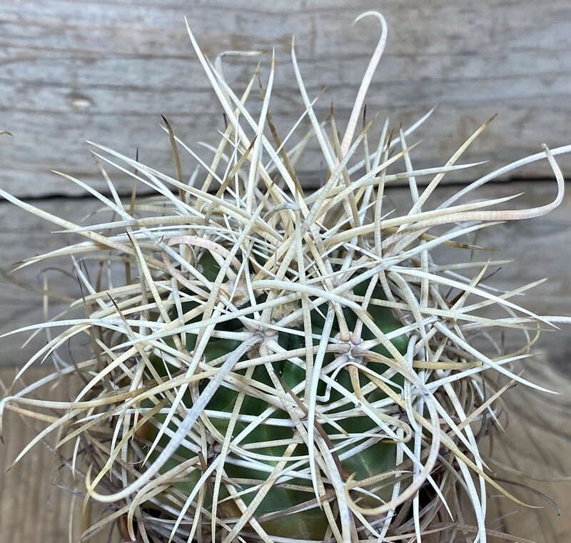 Ferocactus acanthodes s charakteristickými červenými tŕňmi