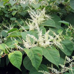 Pohánkovec (Fallopia)