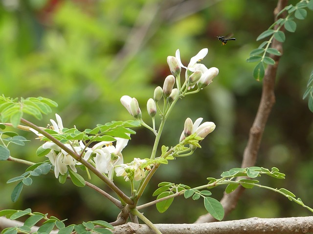 Moringa olejodarná (Moringa oleifera)