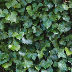 Brečtan (Hedera helix)