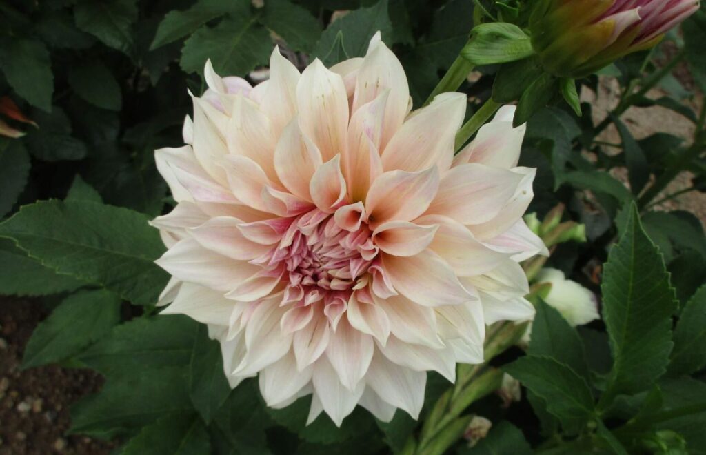 'Cafe au Lait'