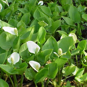 Diablík močiarny (Calla palustris)