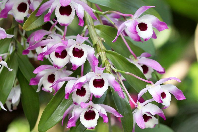 Dendrobium
