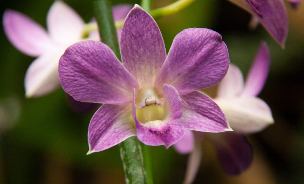 Dendrobium phalaenopsis