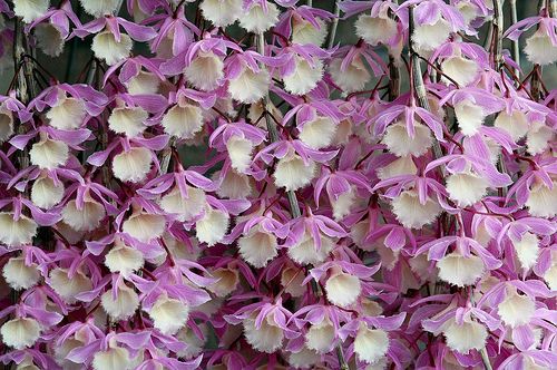Dendrobium pierardii