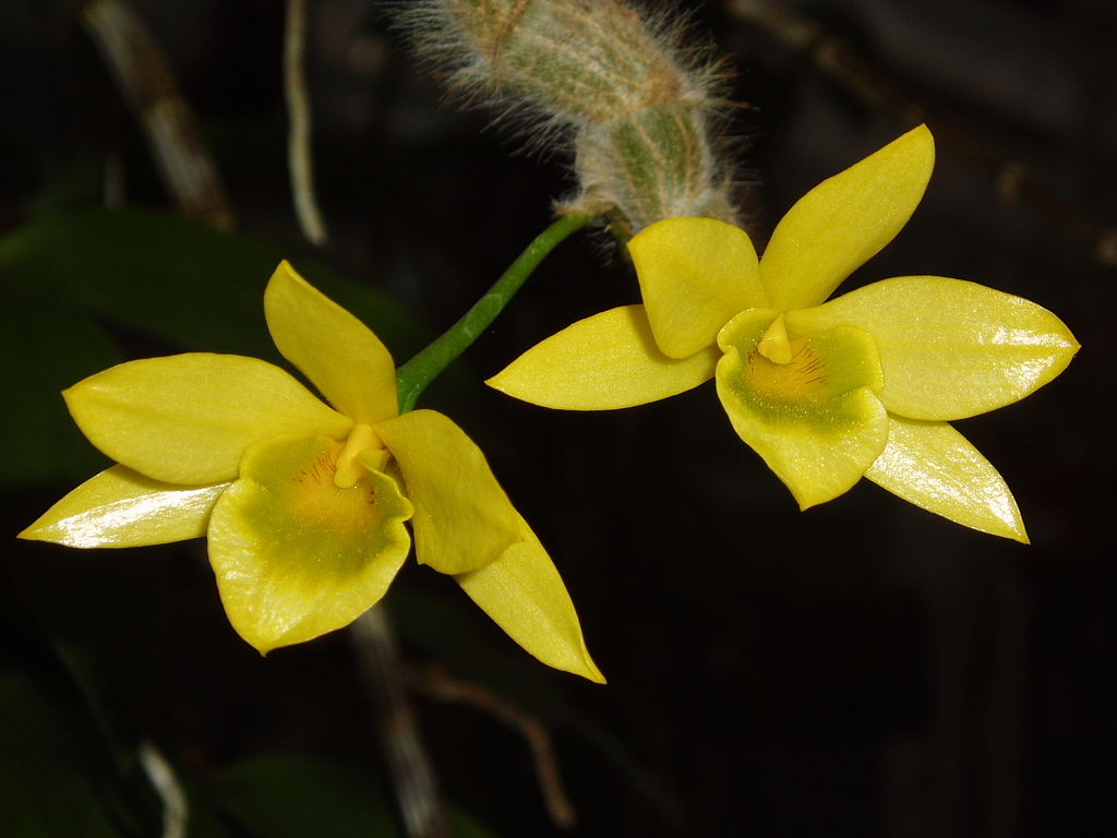 Dendrobium senile