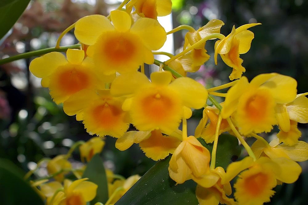 Dendrobium chrysotoxum