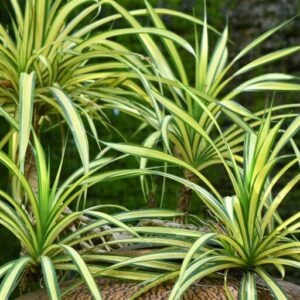 Dracéna (Dracaena)