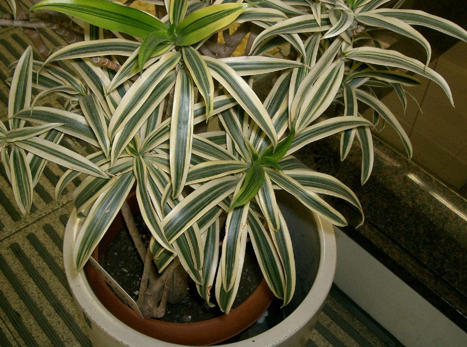 Dracéna (Dracaena)