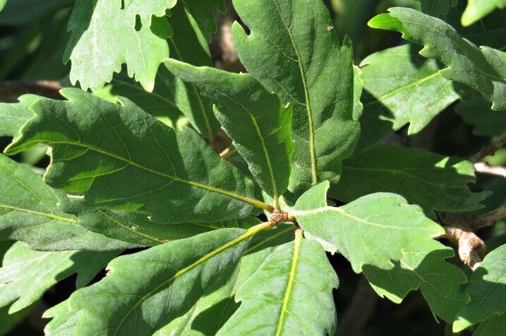 Dub Turnerov (Quercus × turneri 'Pseudoturneri')