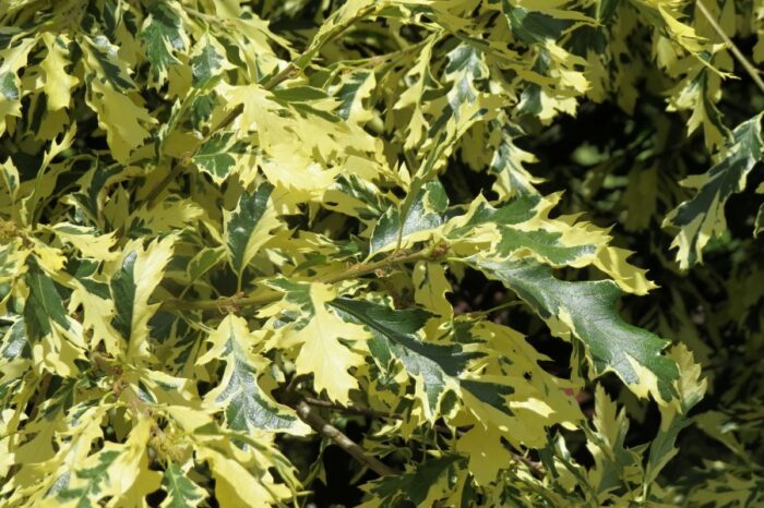Dub cerový (Quercus cerris)