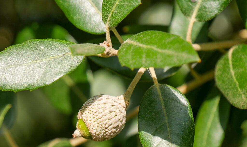 Dub cezmínolistý (Quercus ilex)