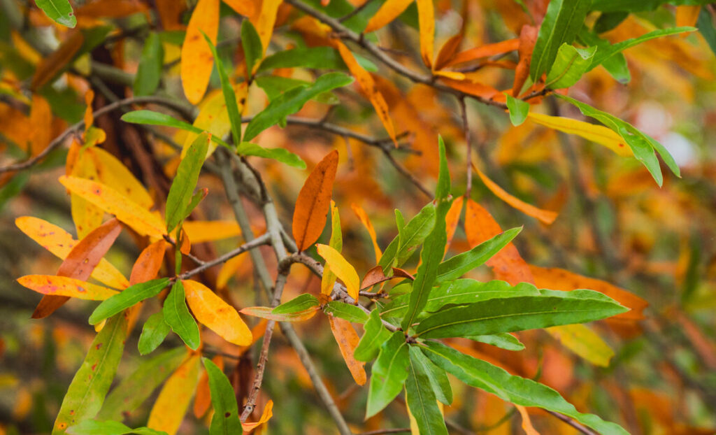 Dub čiarokolistý (vŕbovitý) (Quercus phellos)