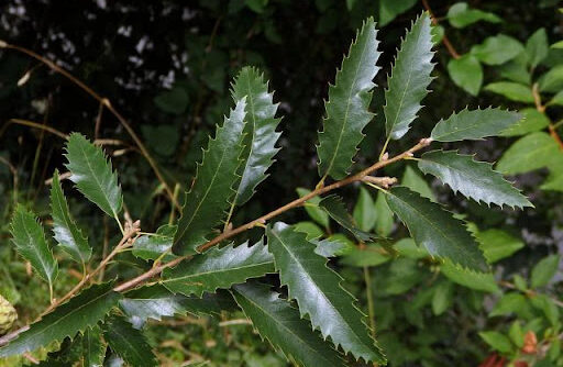 Dub libanonský (Quercus libani)
