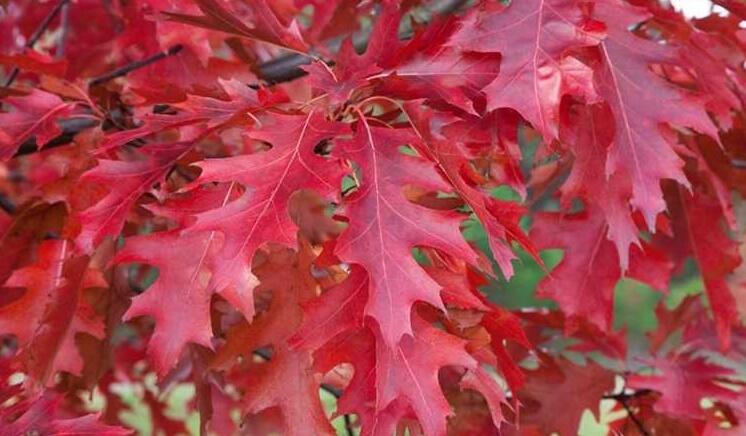 Dub šarlátový (Quercus coccinea)