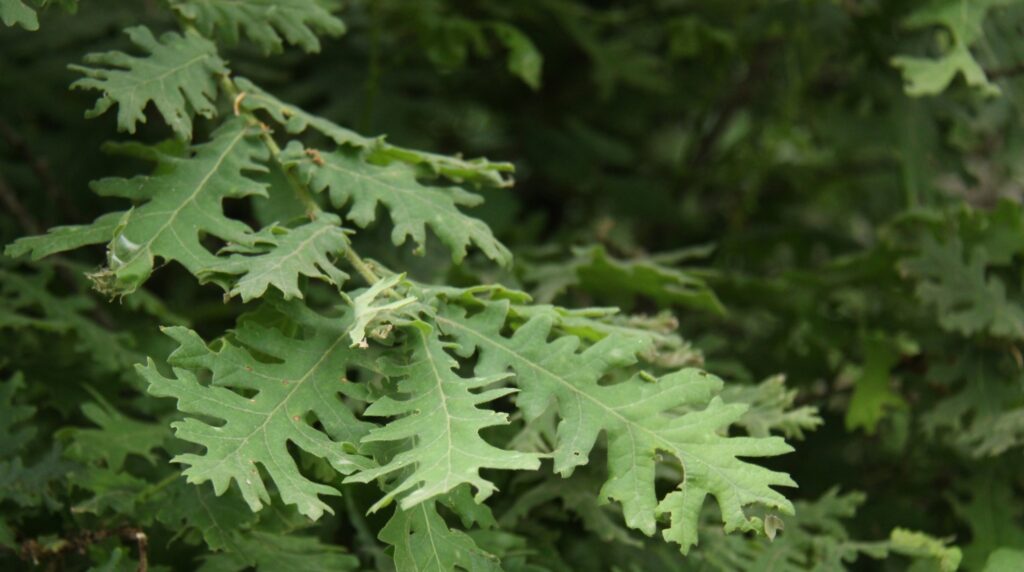 Dub uhorský (Quercus frainetto)