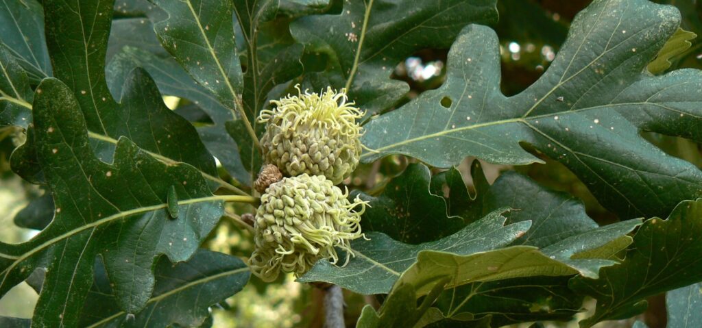 Dub veľkoplodý (Quercus macrocarpa)