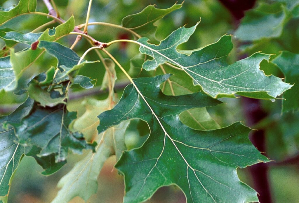 Dub zamatový (Quercus velutina)