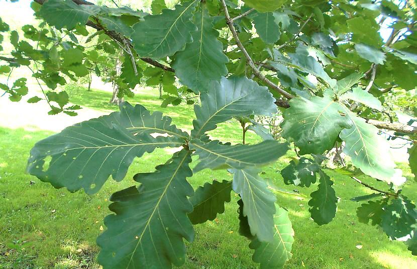 Dub zúbkatý, japonský cisársky (Quercus dentata)