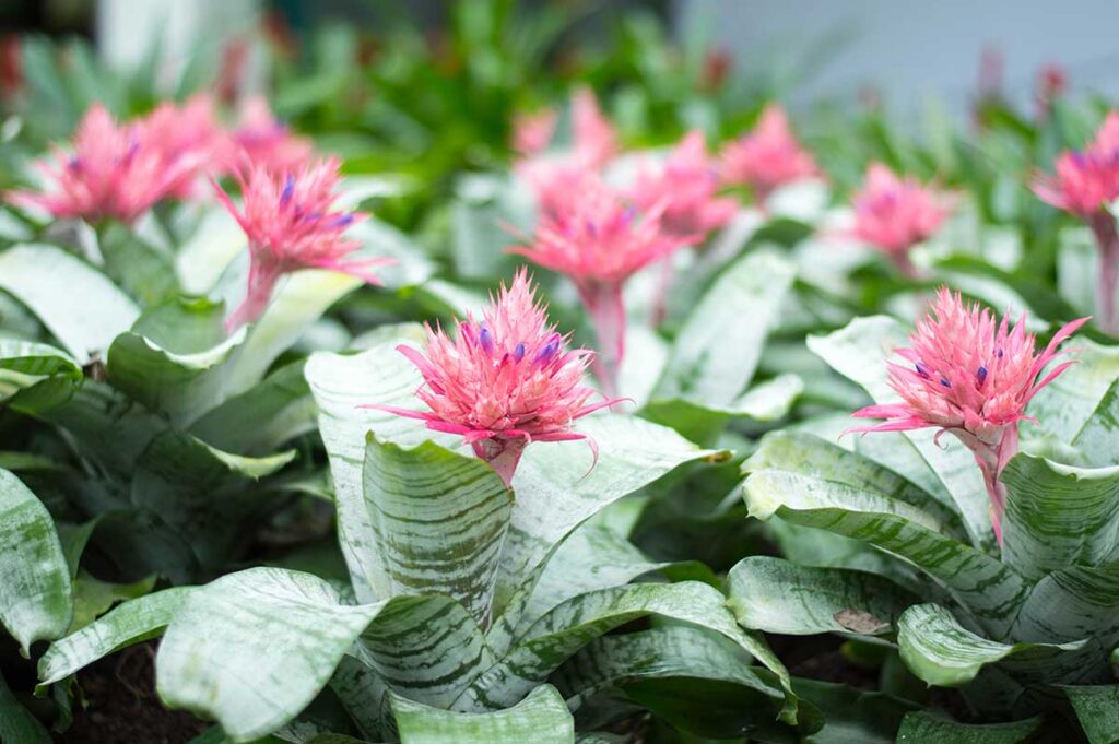 Echmea (Aechmea)