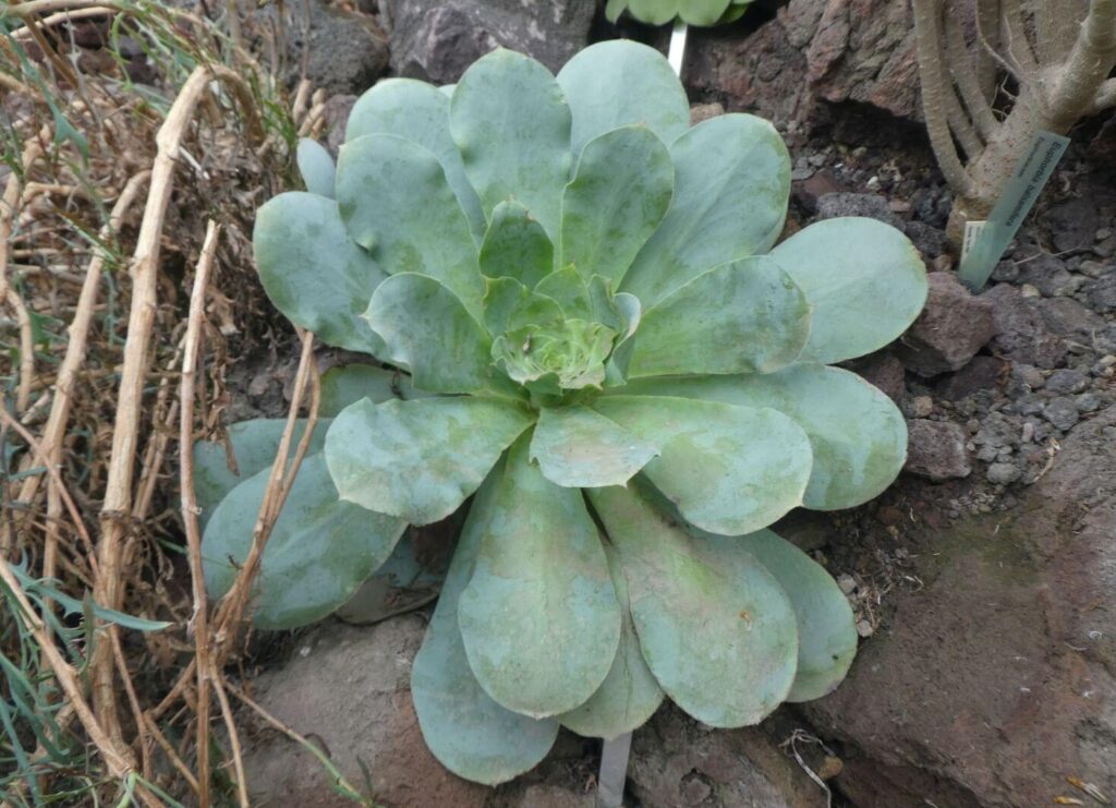 Eónium kanárske (Aeonium canariense)