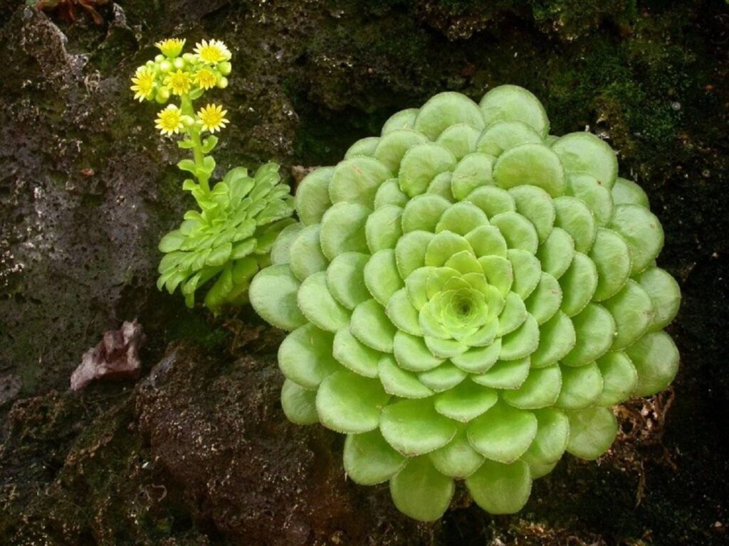 Eónium plocholisté (Aeonium tabuliforme)