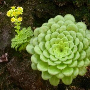 Eónium plocholisté (Aeonium tabuliforme)