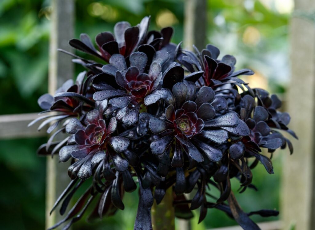 Eónium stromovité (Aeonium arboreum)