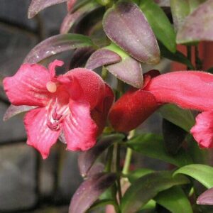 Eschynantus (Aeschynanthus)