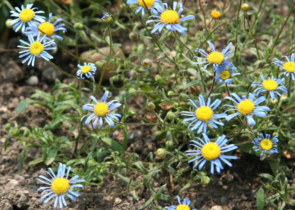 Felicia bergeriana