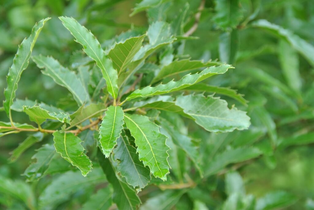 Gaštanolistý dub (Quercus castaneifolia)