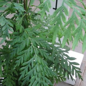 Grevilea (Grevillea robusta)