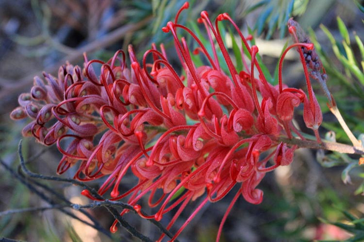 Grevilea 'Robin Gordon'