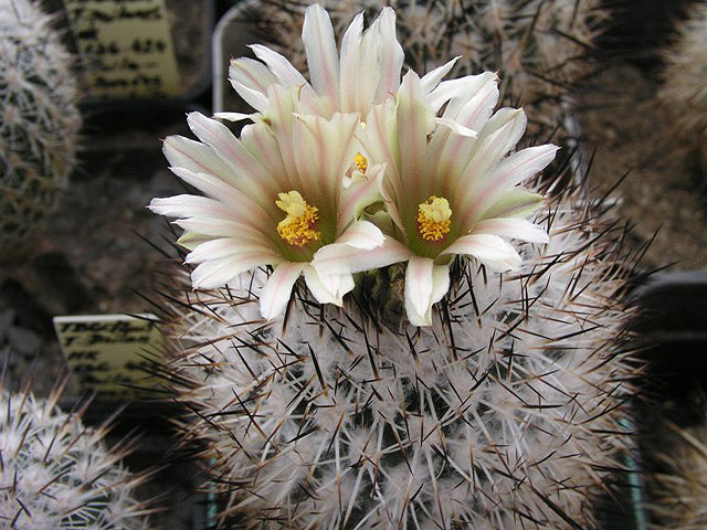 Gymnokaktus Beguiniho (Gymnocactus beguinii)