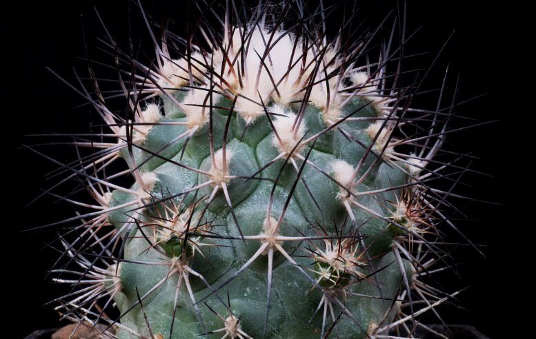 Gymnokaktus Gielsdorfov (Gymnocactus gielsdorfianus)