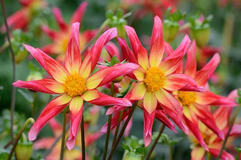 'Honka Surprise'