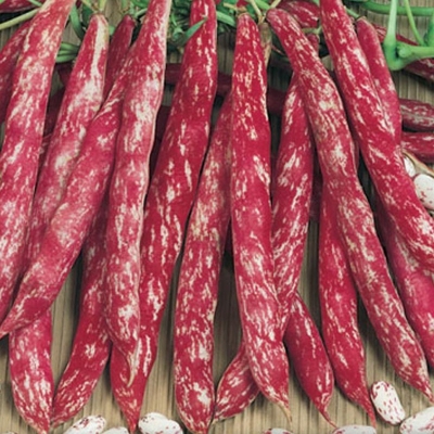 Keříčková fazuľa 'Borlotto di Vigevano nano'