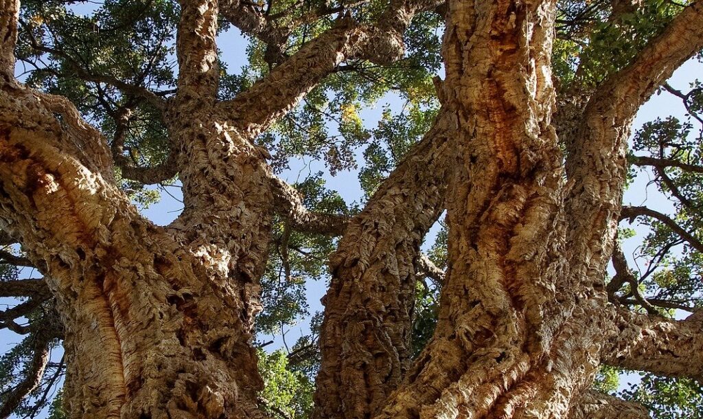 Korkový dub (Quercus suber)