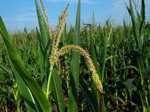 Kukurica siata (Zea mays)
