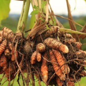 Kurkuma (Curcuma longa)