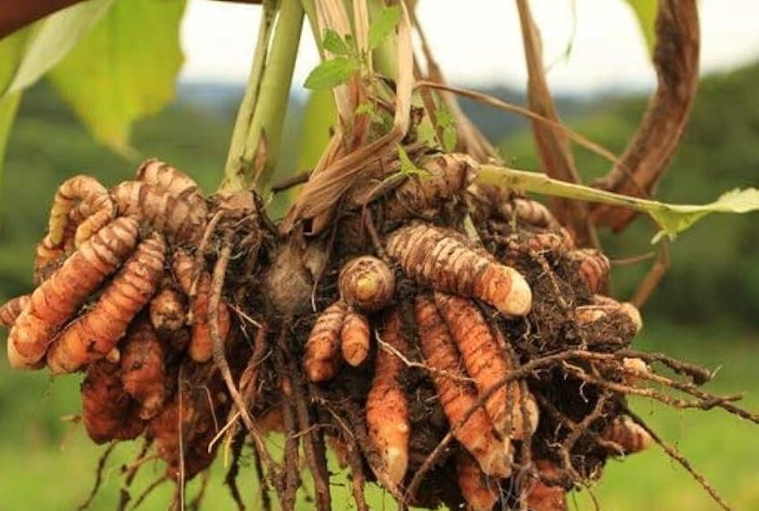 Kurkuma (Curcuma longa)