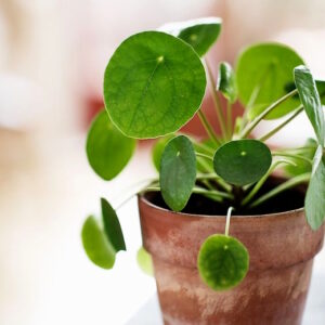 Pilea peperomioides