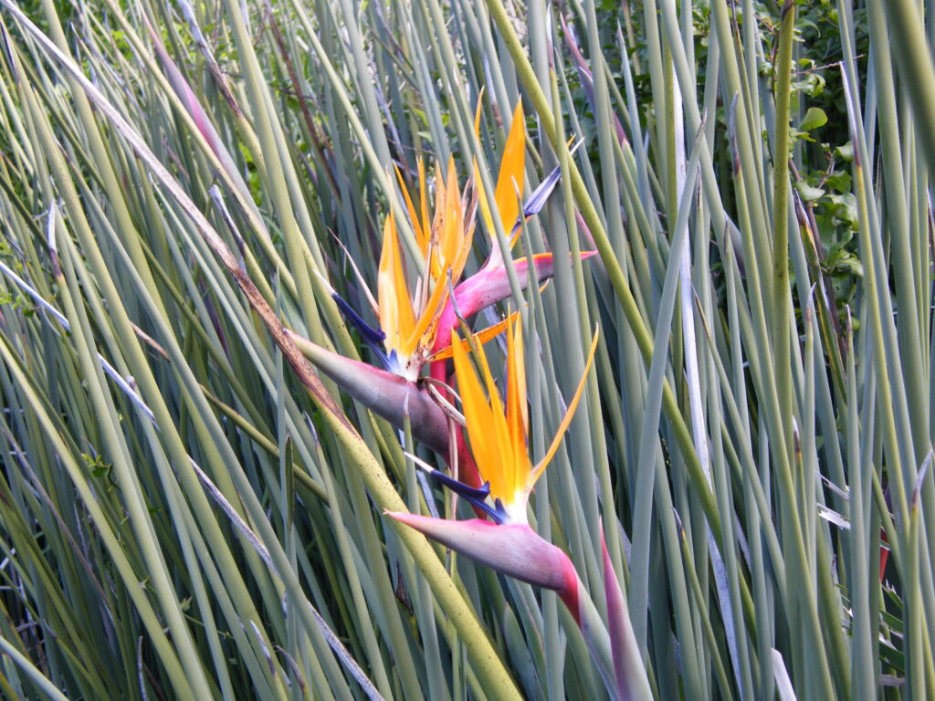 Strelícia trstinová (Strelitzia juncea)